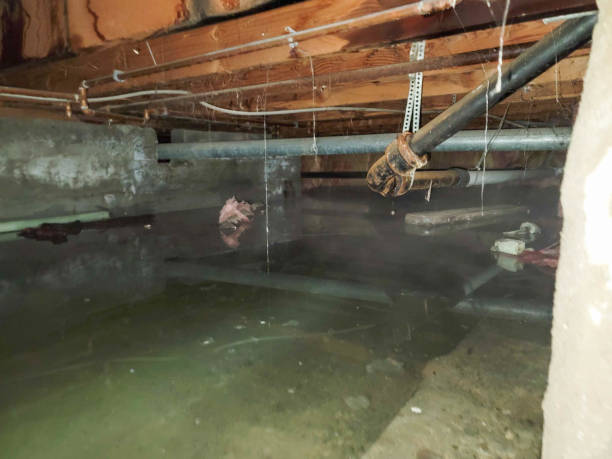 Best Residential water damage restoration  in Moville, IA